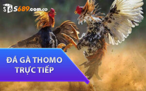 Đá Gà Thomo Trực Tiếp