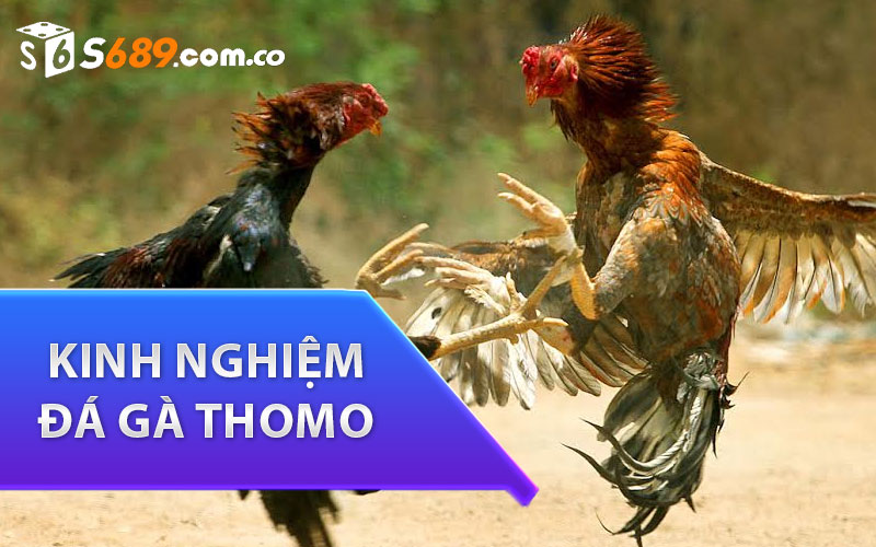 kinh nghiệm đá gà thomo trực tiếp hiệu quả cao