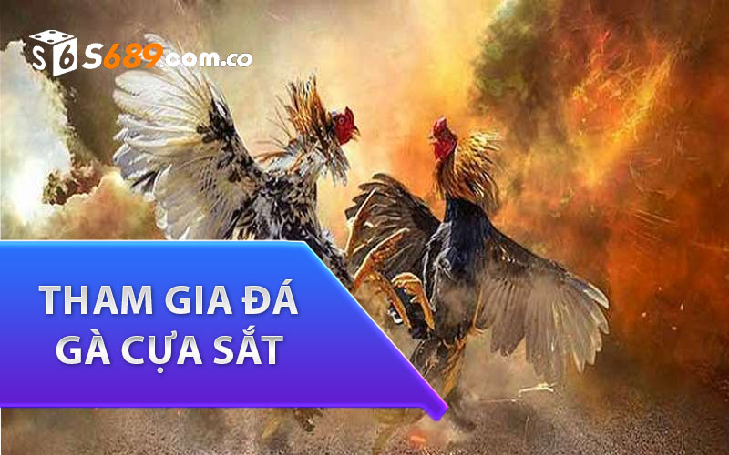 Lưu Ý Quan Trọng Khi Tham Gia Đá Gà Cựa Sắt