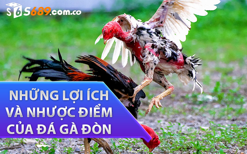 Những lợi ích và nhược điểm của đá gà đòn